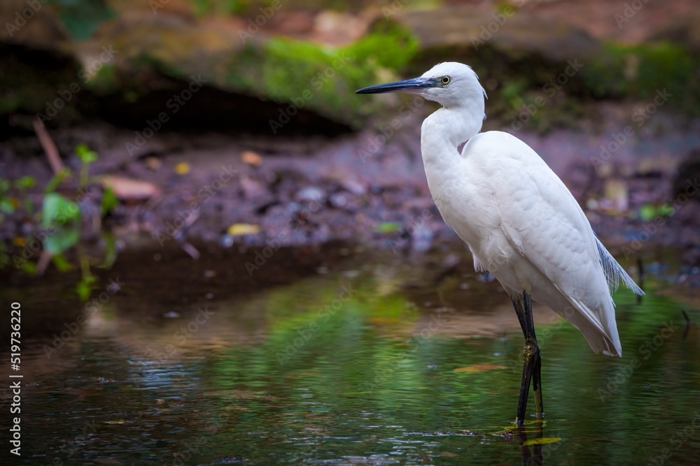 小白鹭（Egretta garzetta）在溪流中觅食。南非西开普省开普敦