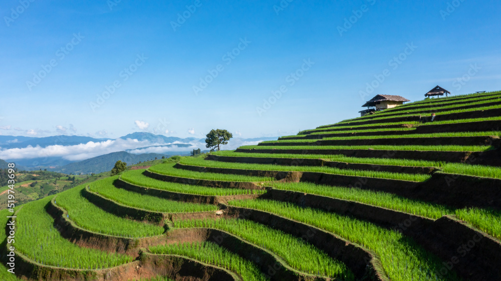 泰国清迈Ban Pa Bong Paing梯田上的稻田，梯田的美景