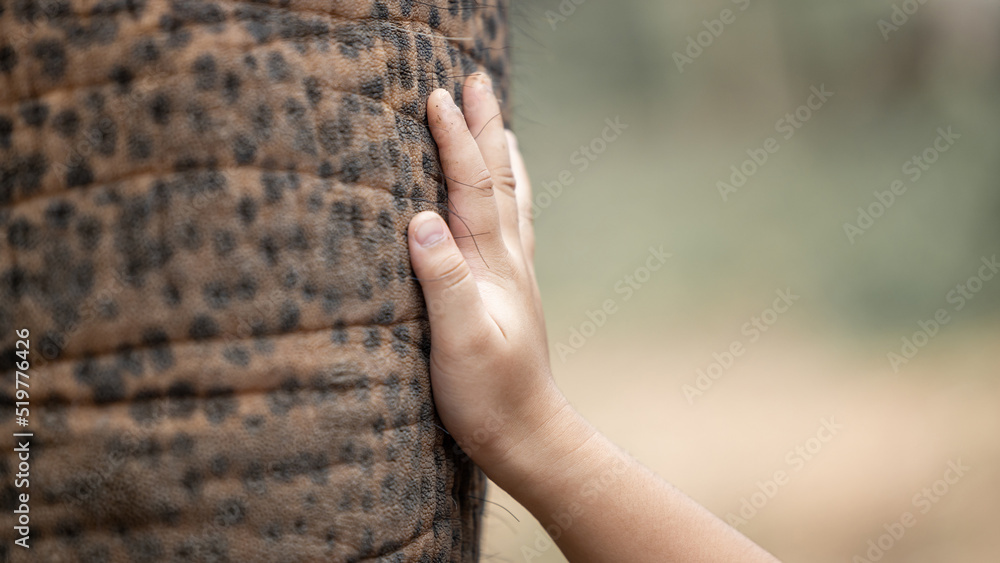 Woman children hand touching an elephant trunk friendship and care, caring touch Asian elephant, cop