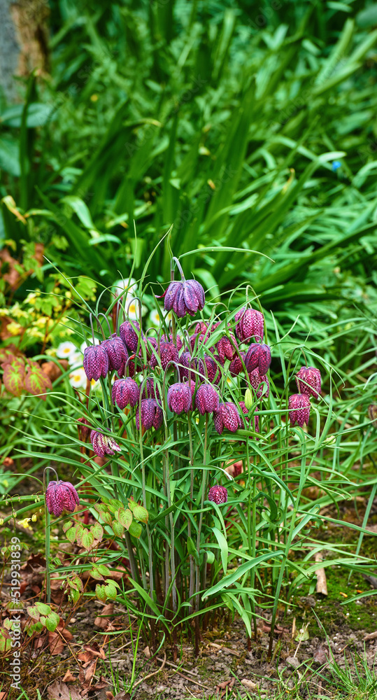 Beautiful, colorful and pretty flowers and plants in a green field or meadow. Checkered Lily or Frit