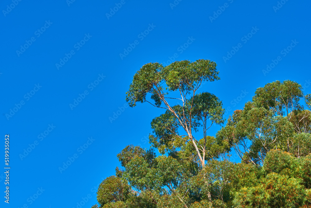 Fresh, beautiful and green trees growing on sunny day, against background of clear, blue sky. Lush l