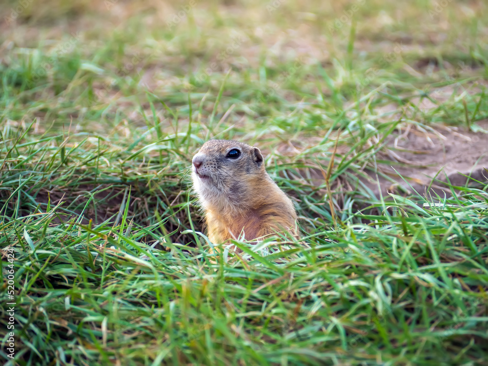 草坪上的Gopher正在从洞里偷看。特写