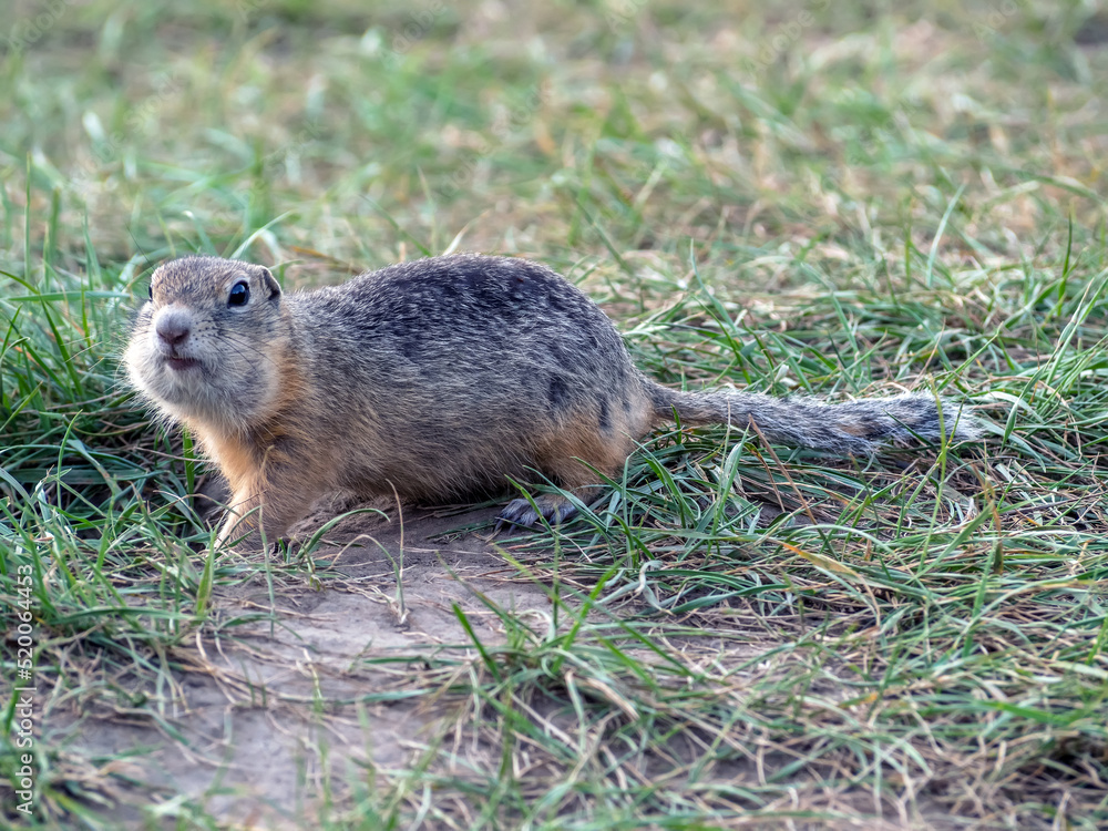 The ground squirrel in a grassy clearing froze motionless near its hole and looked at the camera. Ph