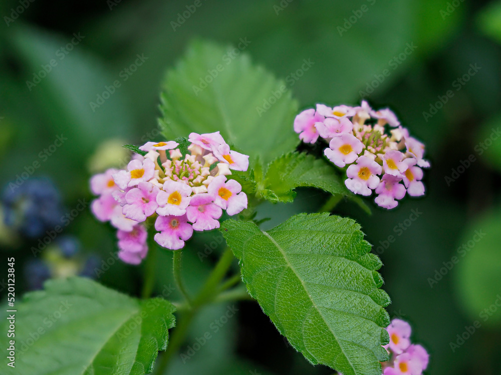 山に咲くランタナの花