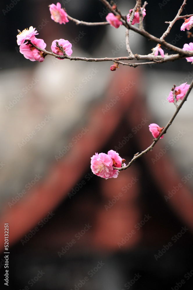 春梅朵朵