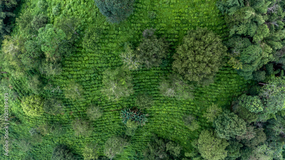 泰国北部山上的鸟瞰绿茶种植园，年的俯视绿茶种植园