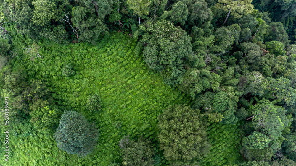 Aerial view green tea plantation on moutain hill north of Thailand, Top view green tea plantation in