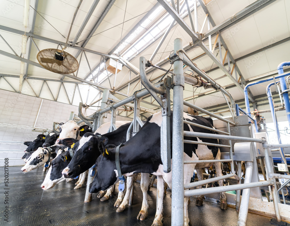 Domestic ecological milk rural farming. Natural indoors cow hangar.