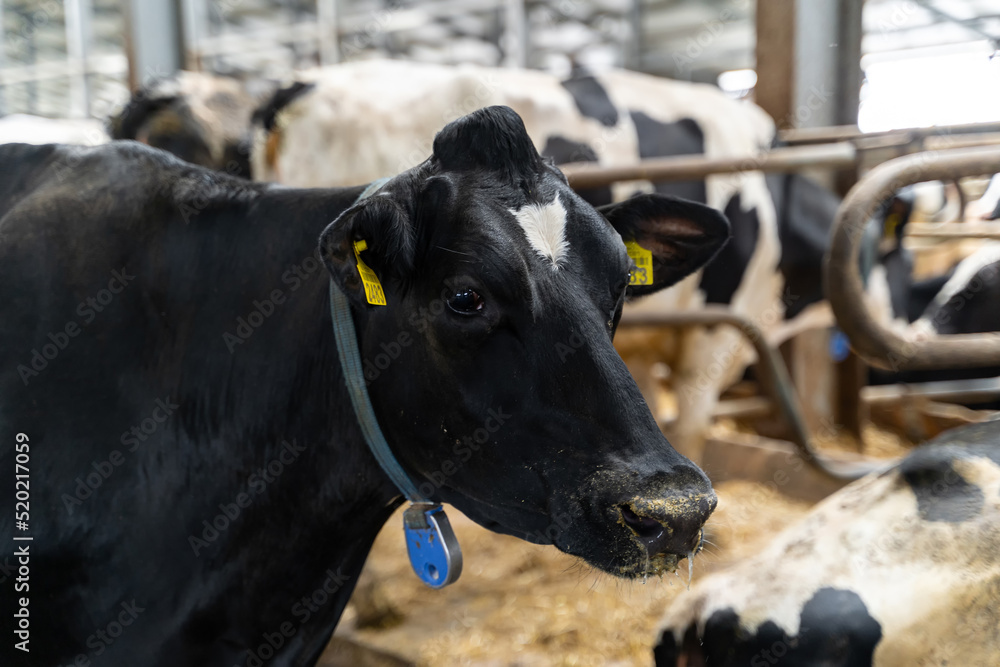 Portrait of cute domestic cow. Animal milk farming close up view.