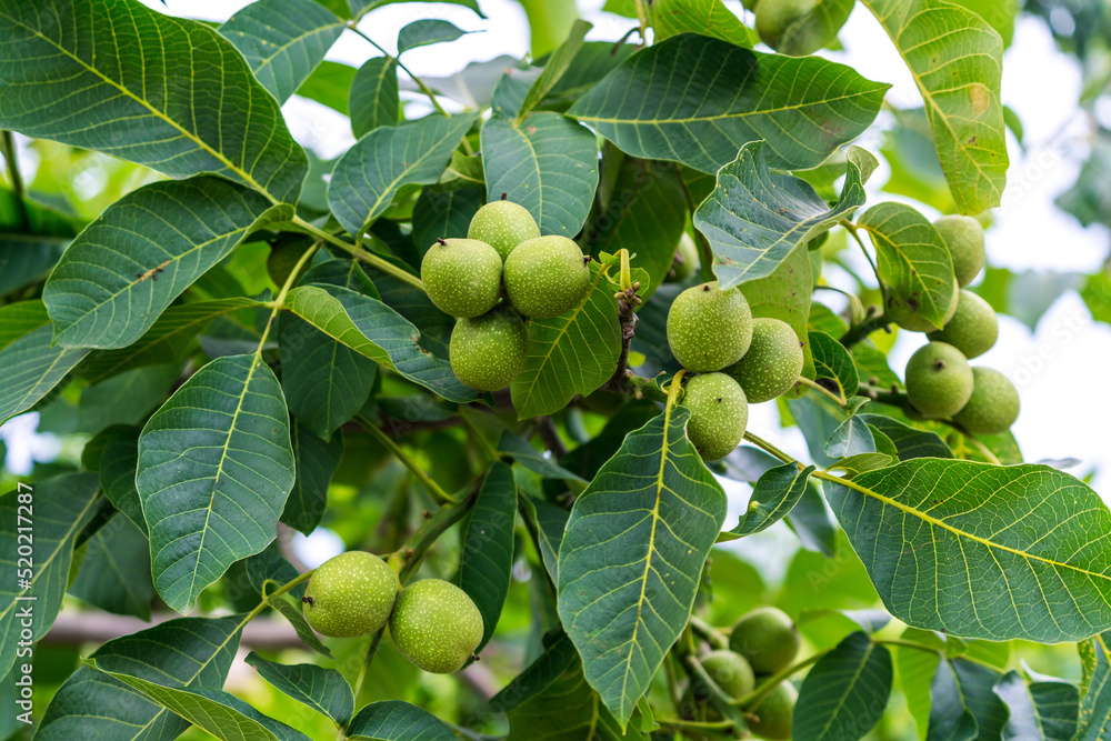 带有机果实的夏季绿色植物。无花果树上生长的小无花果的特写。