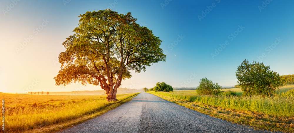 Alone old tree on the countryside near rural road