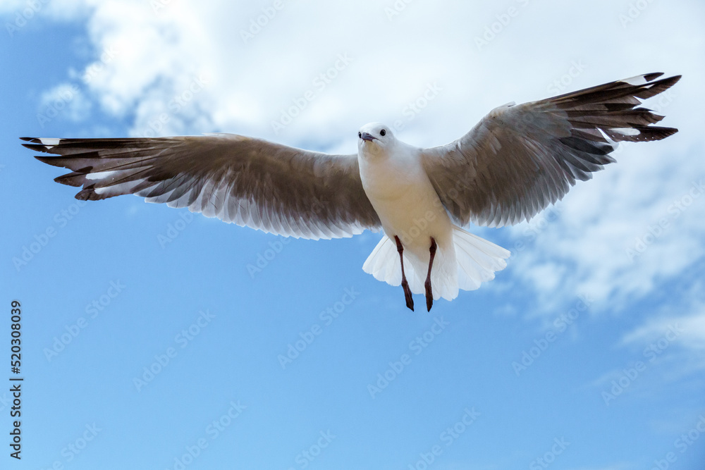 Hartlaubs鸥或王鸥（Chroicocephalus hartlaubii）在飞行中。Kleinmond，鲸鱼海岸，Overber