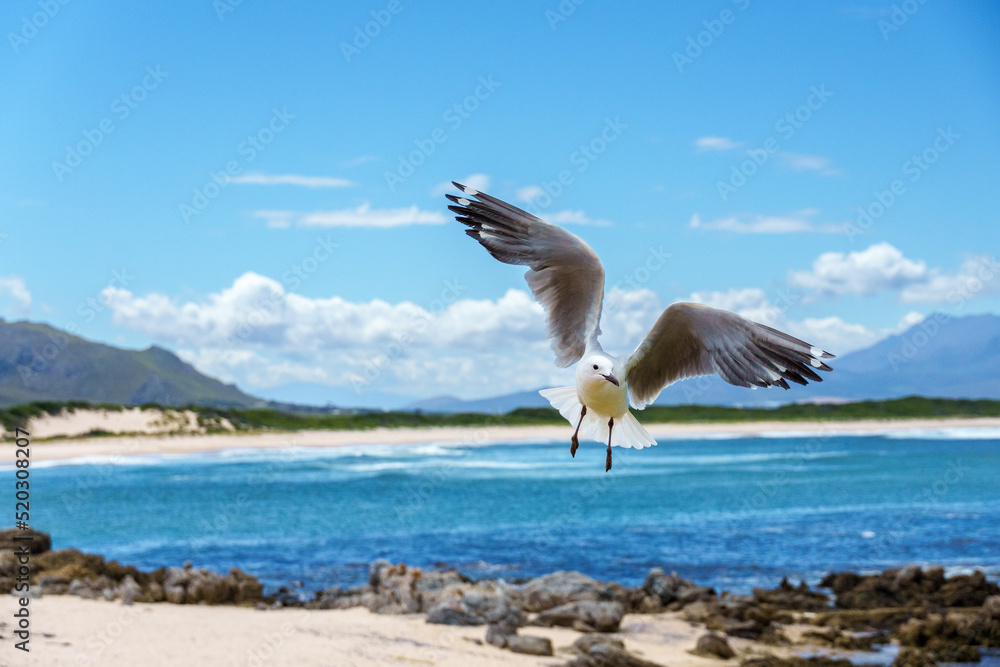 飞行中的Hartlaubs海鸥或帝王鸥（Chroicocephalus hartlaubii）。Kleinmond，鲸鱼海岸，Overber