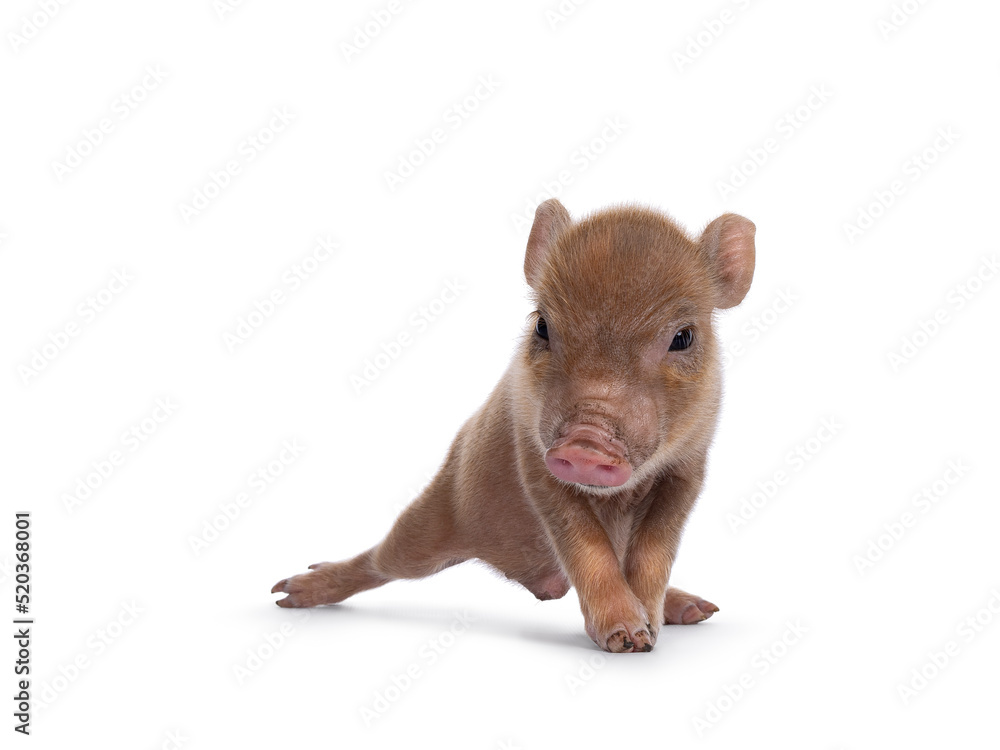 Cute 2 days old red mini potbellied pig, standing facing front. looking straight to camera. Isolated