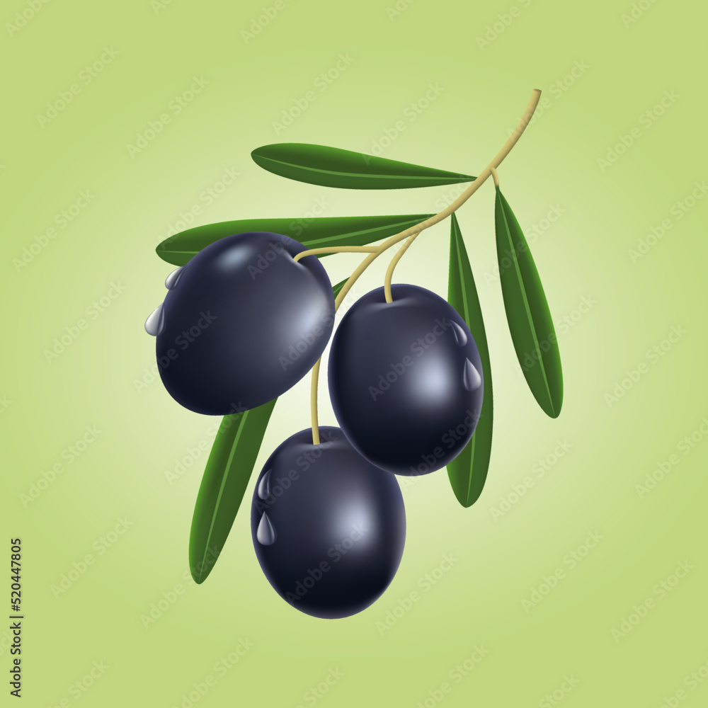 Vector illustration of realistic black olive branch