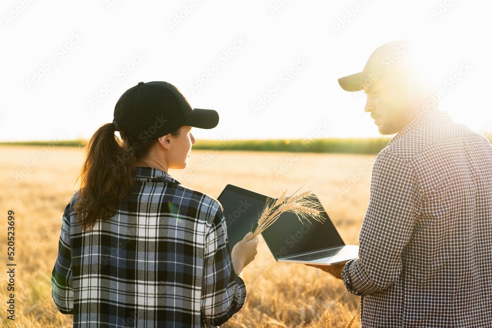 Couple of farmers examines the field of cereals and sends data to the cloud from the digital tablet 