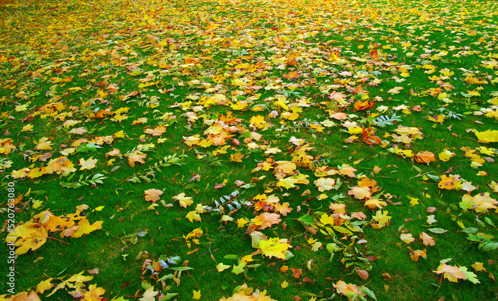 Autumn leaves on green grass