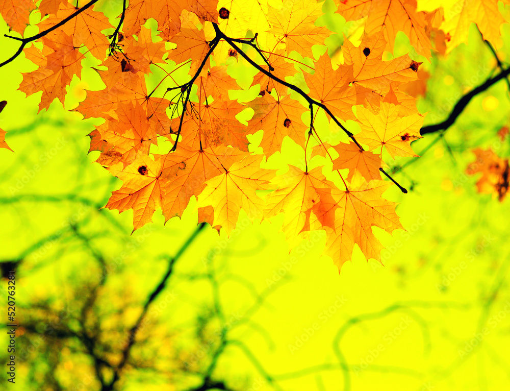 Autumn leaves on the green