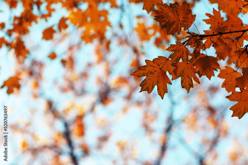 Autumn leaves on the sky