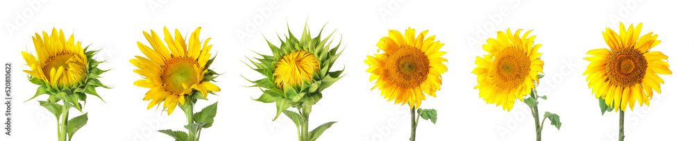 Set of beautiful sunflowers isolated on white