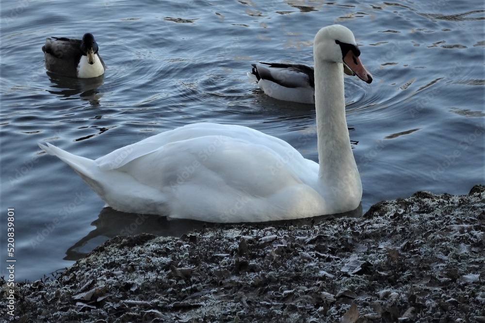 White swan on the lake. And ducks