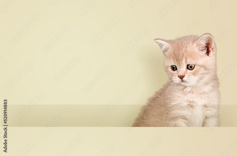 A cute young cat on a background posing