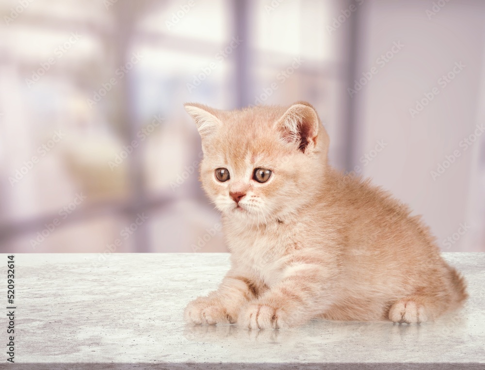 Shy cute cat kitten posing on the background