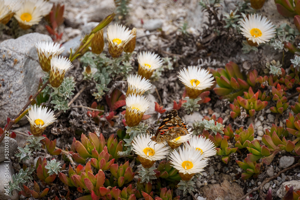 strawflower或strooiblom（Helicohrysum trutruum）上的彩绘蝴蝶（Vanessa cardui）。克莱因