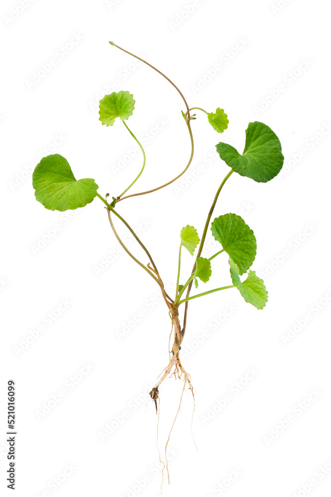 herbal plant centella asiatica(Gotu Kola) isolated on white background.