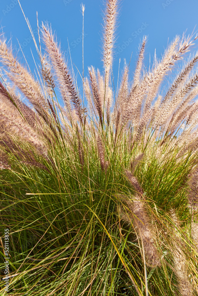 Green grass, spring flowers and a blue sky background growing in nature, a garden and backyard. Clos