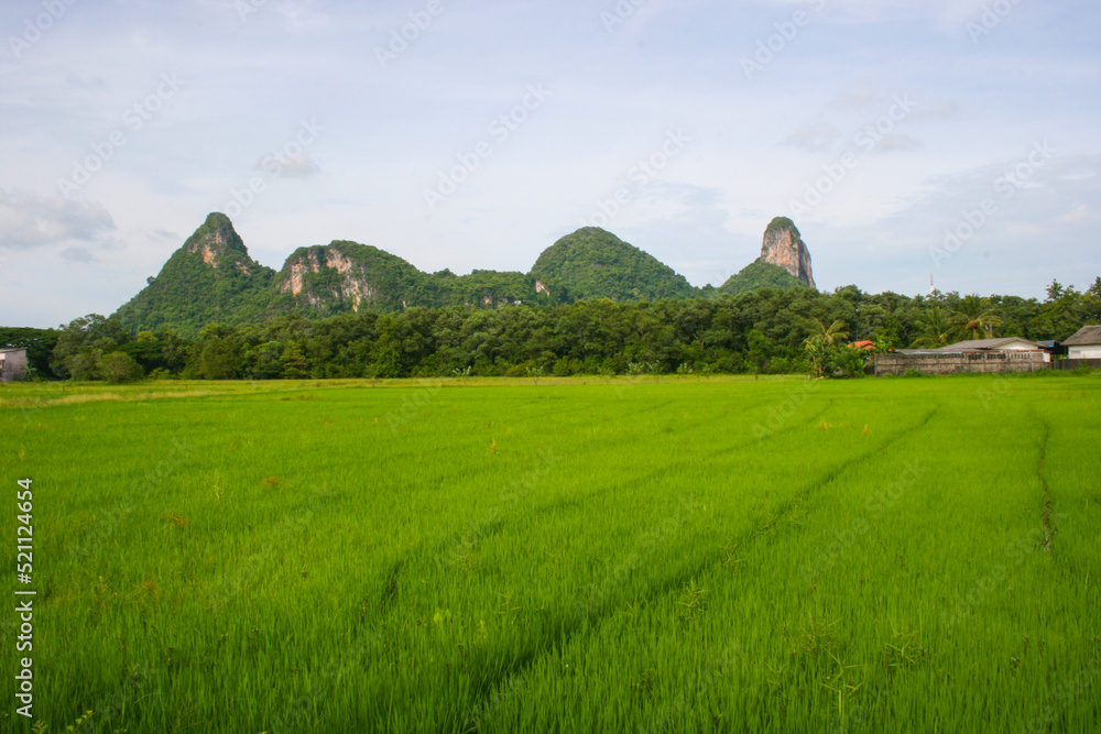 群山和绿色稻田，泰国南部的旅游景点