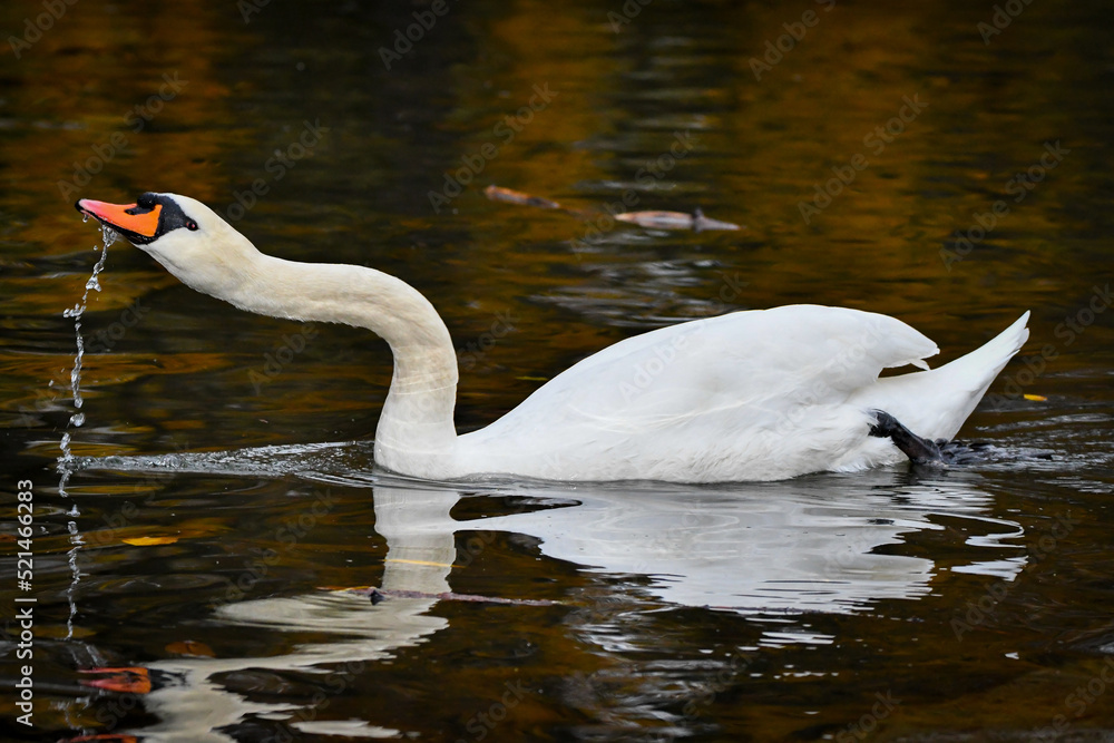 Mute Swan (Cygnus olor)