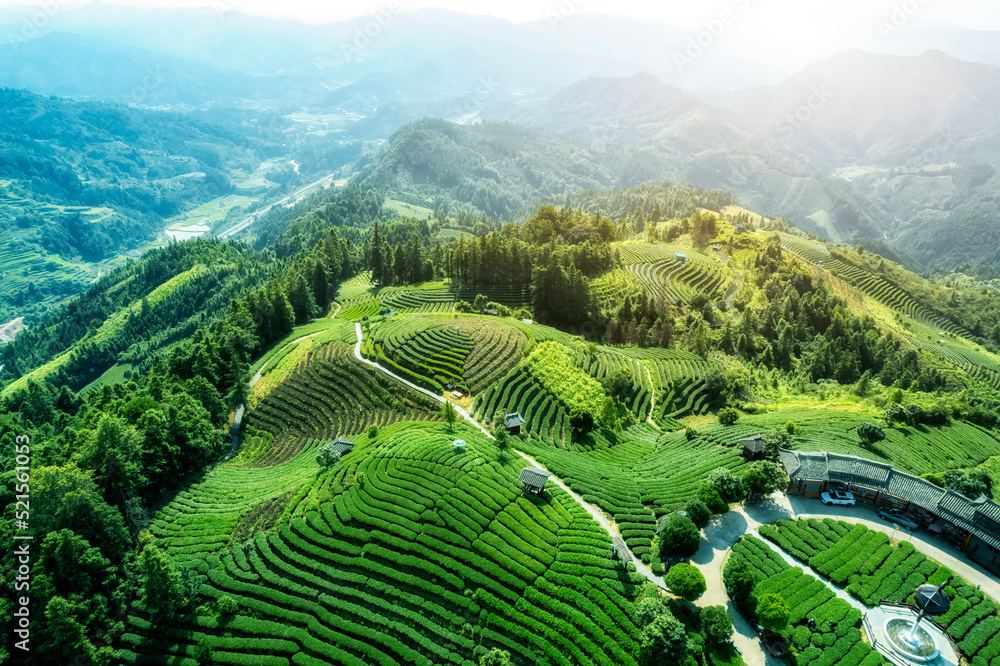 空中拍摄三江布阳-仙人高山生态茶园