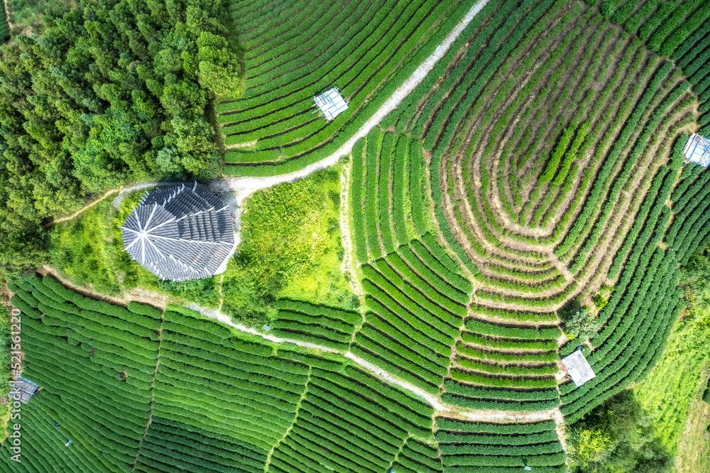 空中拍摄三江布阳-仙人高山生态茶园