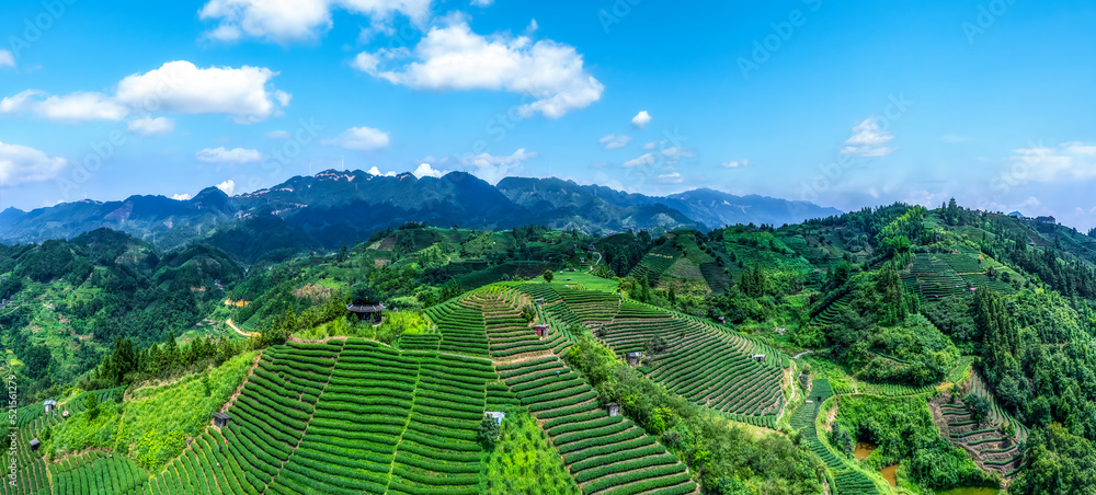 空中拍摄三江布阳-仙人高山生态茶园