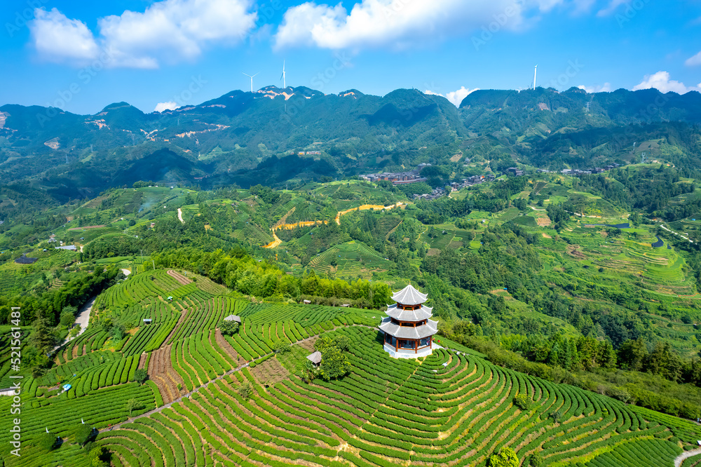 空中拍摄三江布阳-仙人高山生态茶园