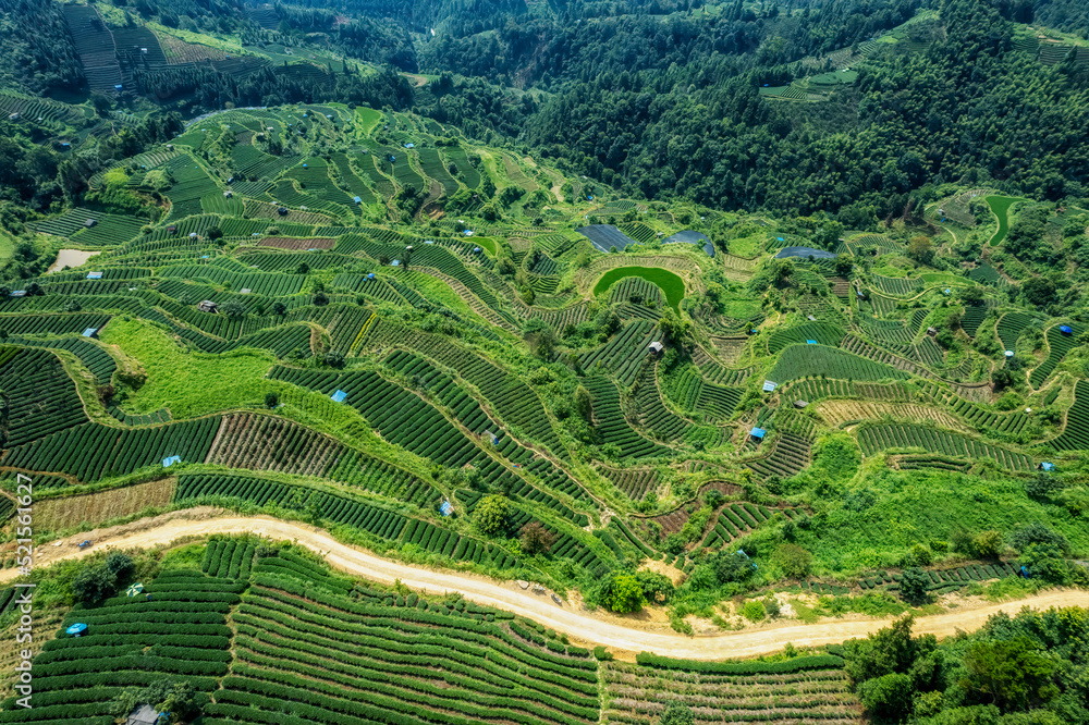 空中拍摄三江布阳-仙人高山生态茶园