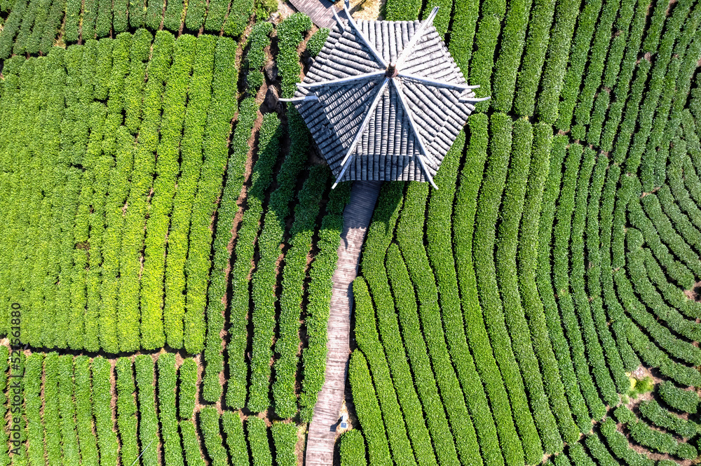 空中拍摄三江布阳-仙人高山生态茶园