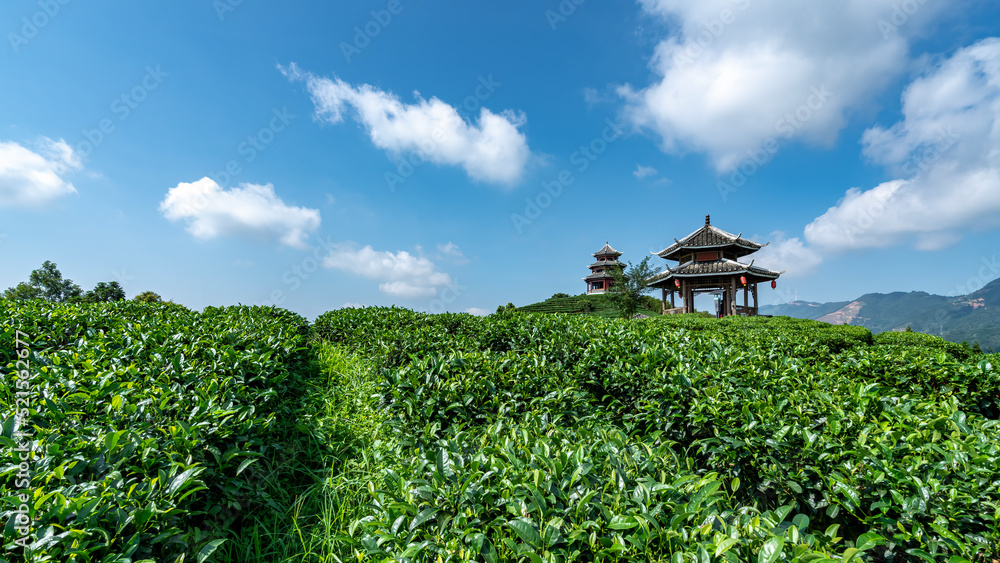 三江布阳县仙人生态茶山茶田