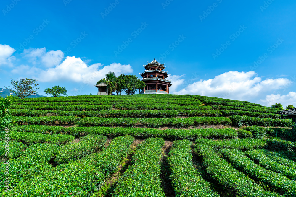 三江步阳仙人生态茶山茶田