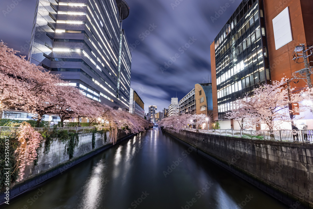 目黒川沿いのビル群と満開の夜桜