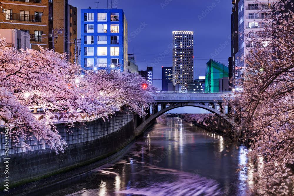 目黒川沿いのビル群と満開の夜桜