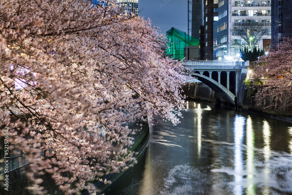 目黒川沿いのビル群と満開の夜桜