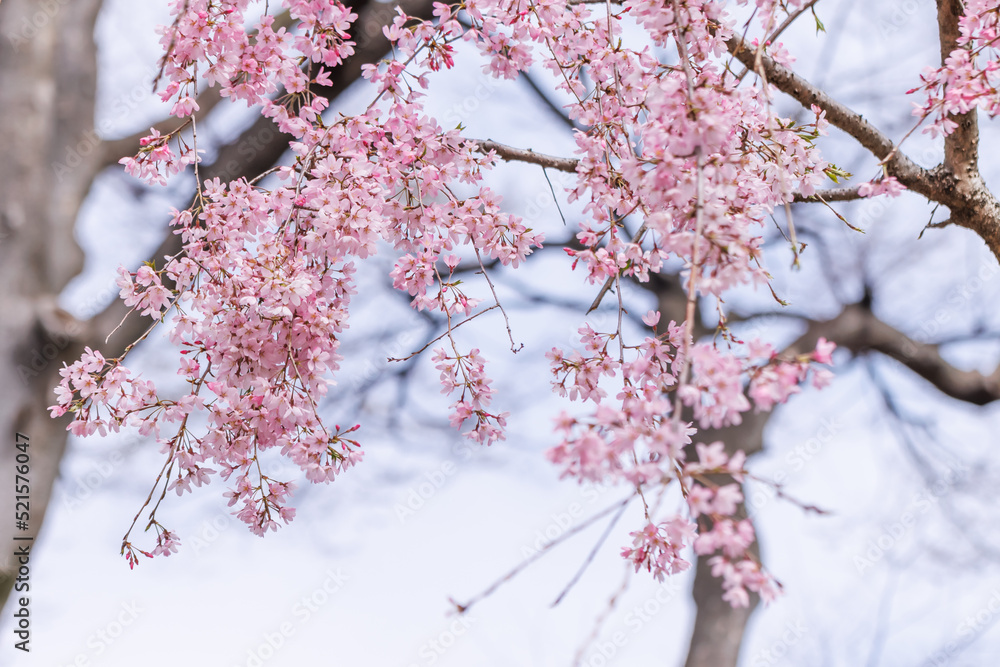 ピンク色が綺麗な満開の桜の花