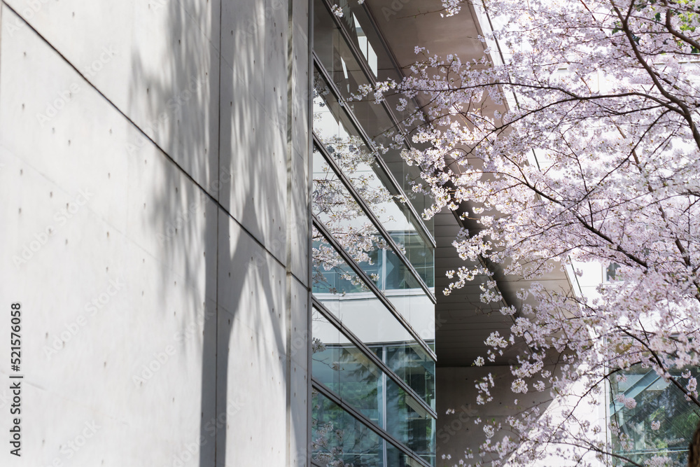 ピンク色が綺麗な満開の桜の花