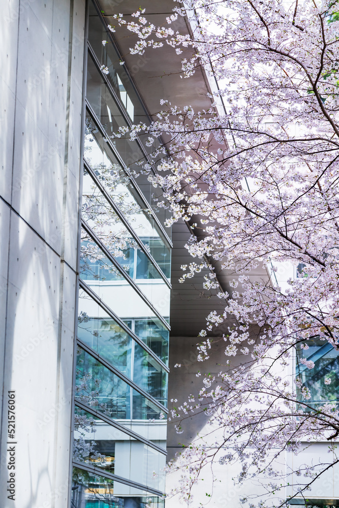 ピンク色が綺麗な満開の桜の花