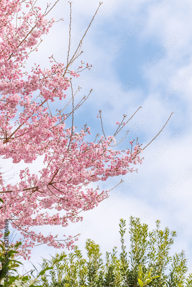 ピンク色が綺麗な満開の桜の花