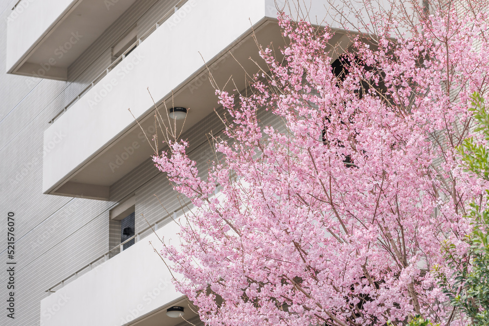 ピンク色が綺麗な満開の桜の花