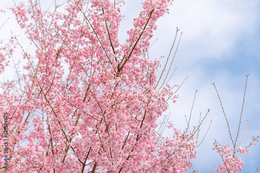 ピンク色が綺麗な満開の桜の花