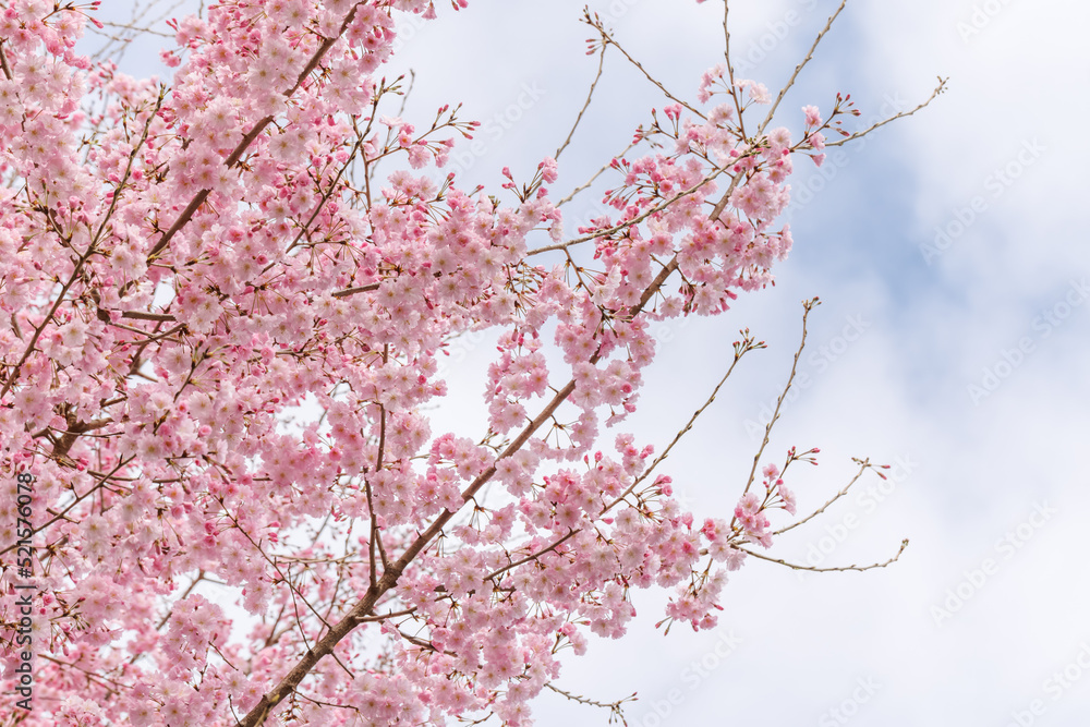 ピンク色が綺麗な満開の桜の花